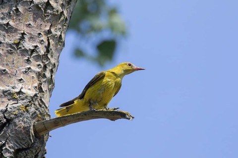Eurasian golden oriole