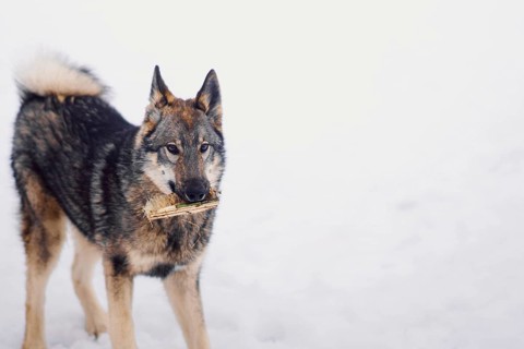 Lonely Siberian husky walks in snowy weather in a dog shelter
