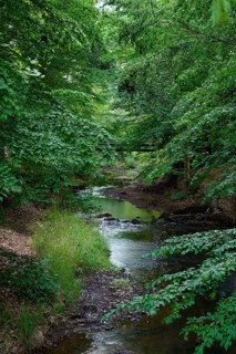 Brook