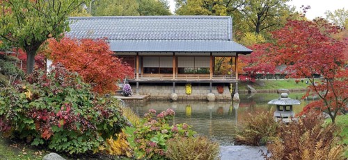 Traditional tea house along pond and Smooth Japanese maples