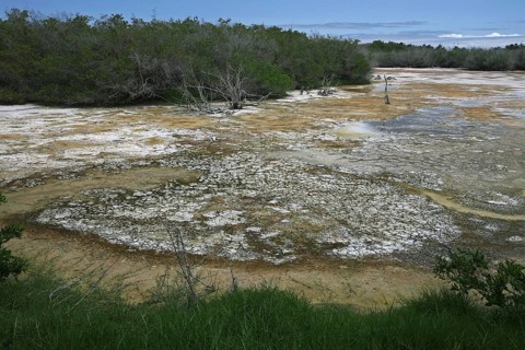 Shallow water of inland lake containing high concentration of bacteria on Isabela Island