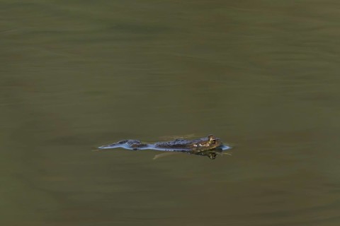 Common European toad
