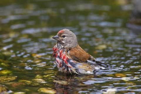 Common linnet