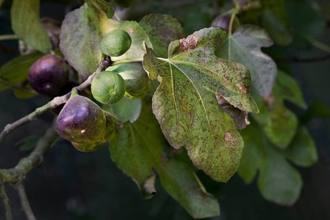 Branch with figs of Common fig