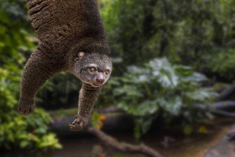 Sulawesi bear cuscus