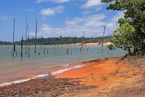 Dead trees in the Brokopondo reservoir