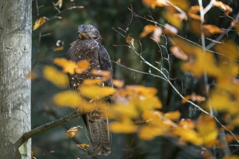 European honey buzzard