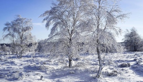 Downy birch