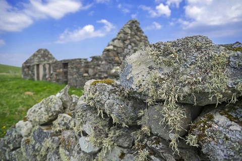 Lichen on dry stone