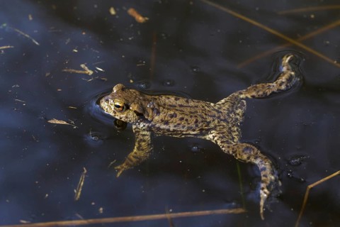 Common toad