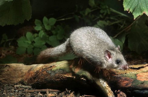 Edible dormouse
