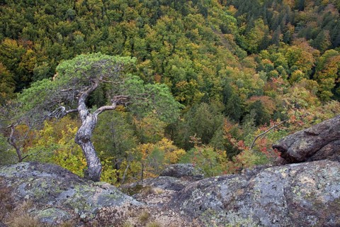 Scots pine