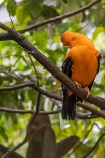 Andean cock-of-the-rock