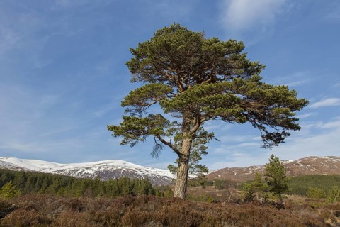 Solitary native Scots pine