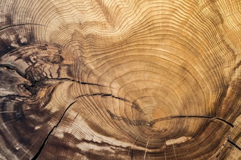 375 year old Montezuma bald cypress