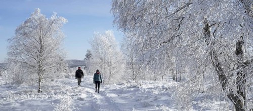 Two walkers walking among birch trees covered in white frost in winter at the Hoge Venen