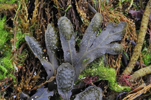 Spiral wrack