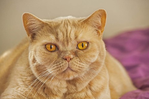 British Shorthair domesticated cat in house