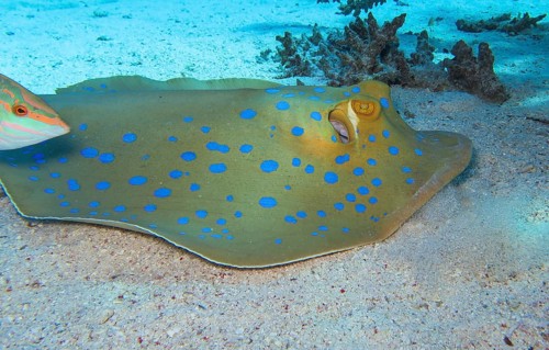Bluespotted ribbontail ray
