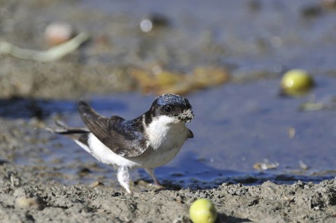 Common house martin