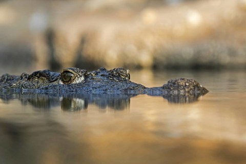 Nile crocodile