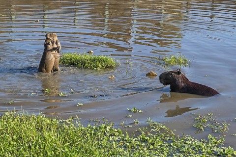 Capybara