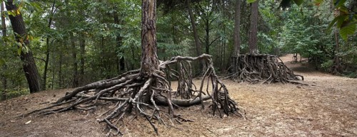 Exposed roots of Scots Pine