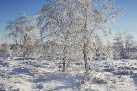 Downy birch
