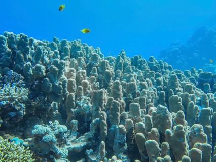 Large hard corals