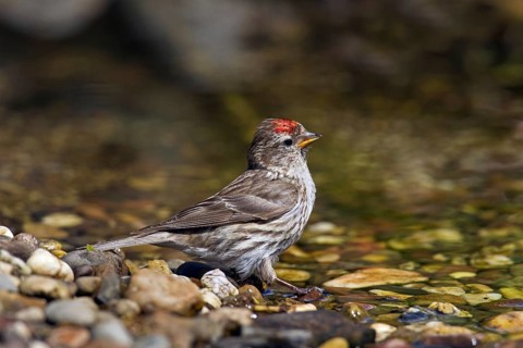 Common redpoll