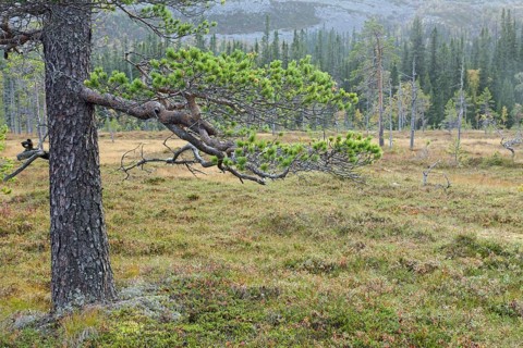 Old Scots pine