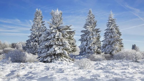 Norway spruces