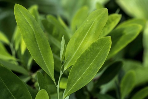 Amazonian coca