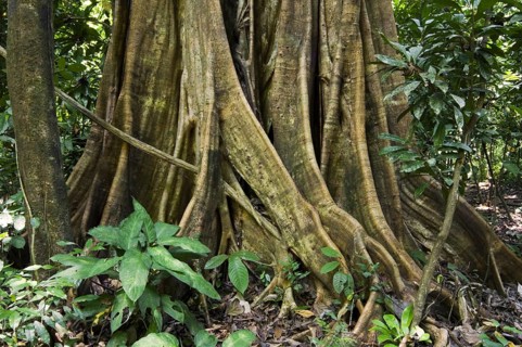 Buttress roots of fig tree