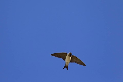 Common House Martin