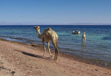 Camels as mounts for tourists