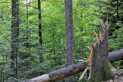 Broken tree trunk