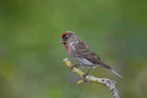 Common redpoll