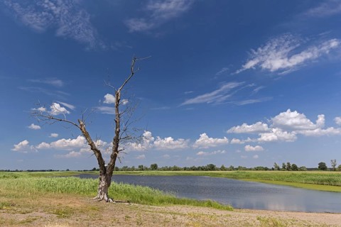 Dead tree trunk on bank of tributary stream of the river Oder at Oderbruch