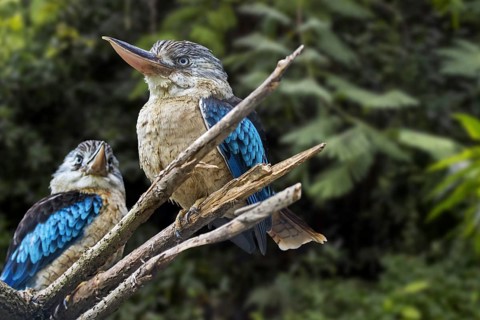 Blue-winged kookaburra