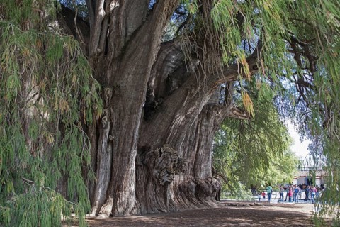 Tule Tree