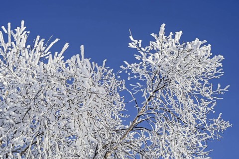 Twigs and branches of downy birch