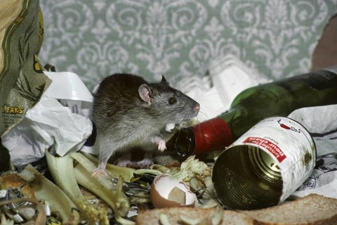 Brown rat