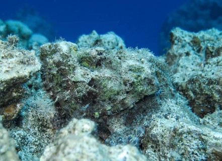 Stonefish