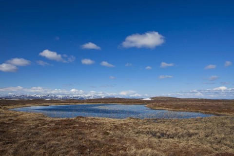 Pond in moorland at the Flatruet plateau