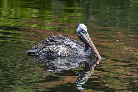 Peruvian pelican