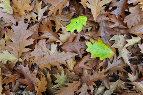 Fallen Northern red oak