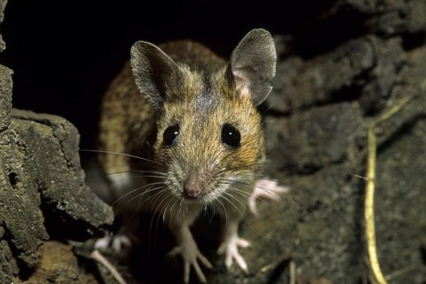 European wood mouse
