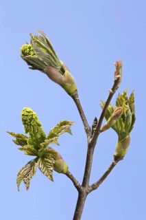 Sycamore Maple