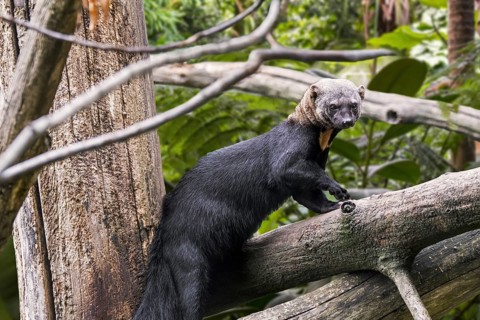 Tayra